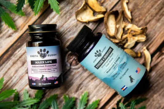 Earth Buddy’s Senior Support Pack for Large Breed Dogs with mushrooms and hemp supports aging dogs.
