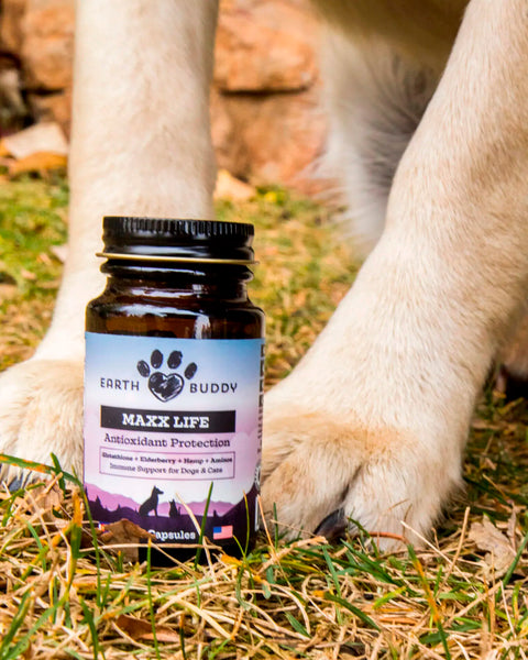 Explore Glutathione for Dogs: Enhance Immunity, Detox, & Longevity Earth Buddy Pet Explore Glutathione for Dogs: Enhance Immunity, Detox, & Longevity Earth Buddy Pet