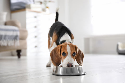 Dog eating from a bowl, showing how to give CBDa for dogs and cats with food for better absorption