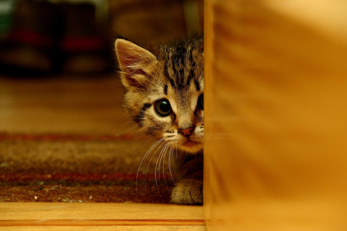 A close-up of a small tabby kitten peeking from behind a warm wooden surface in a cozy indoor setting.