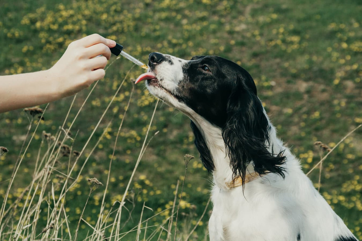 Dropper of Earth Buddy hemp extract measured out for a dog's evening serving
