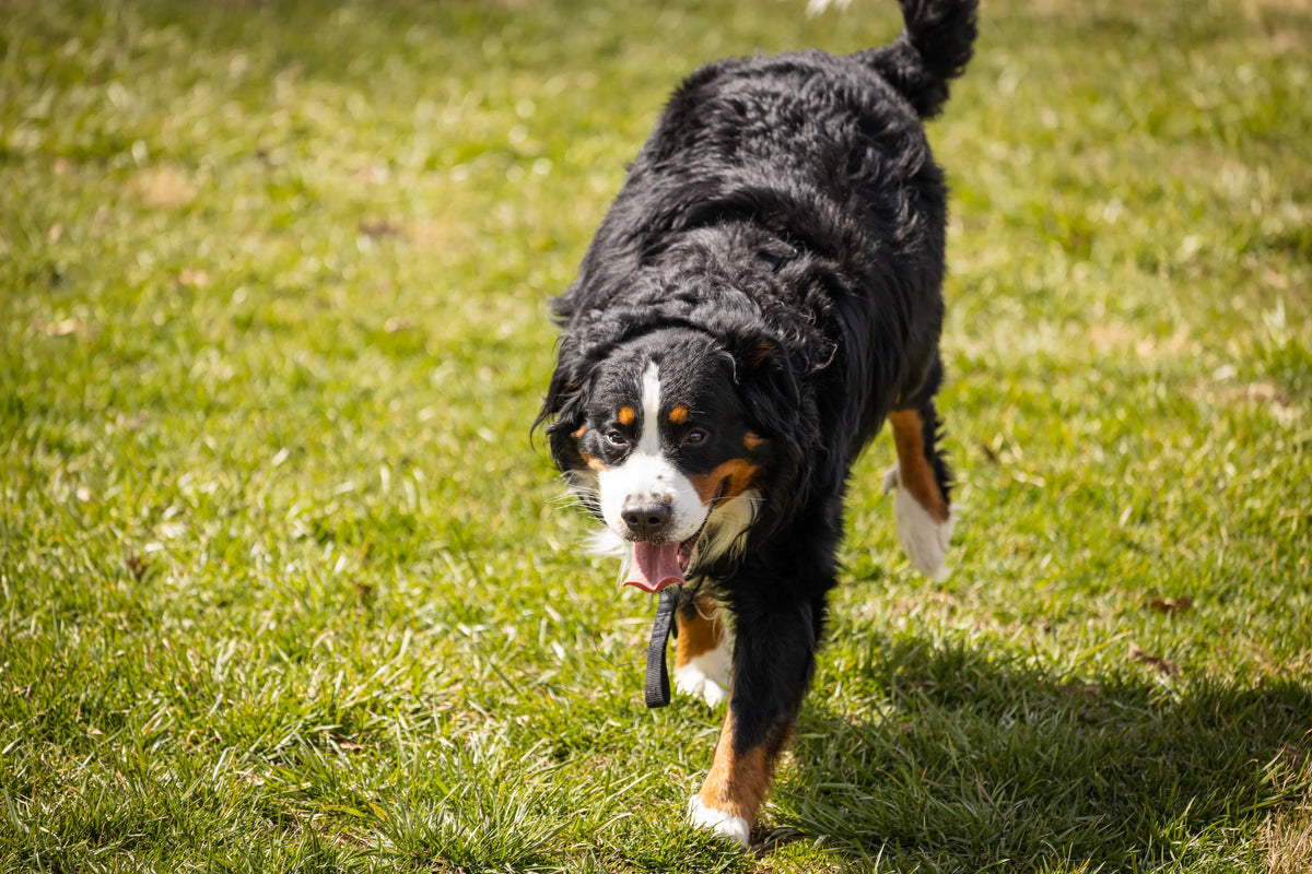 Older dog resting at home, supported by Earth Buddy CBDa for aging joints