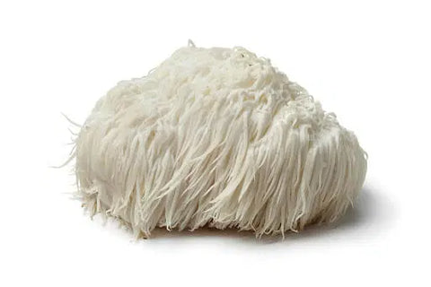 Dried Lion's Mane mushrooms used in Earth Buddy hemp oil and mushroom supplements for dogs