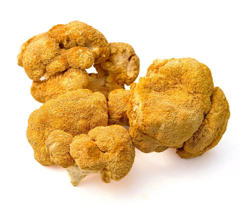 Lion's Mane mushroom cluster showing the shaggy spines of Hericium erinaceus
