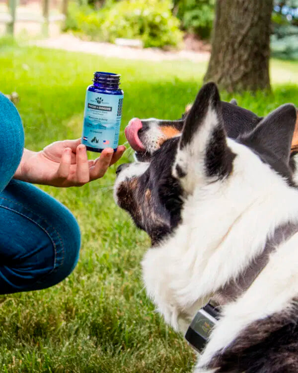Two dogs looking at functional mushroom capsules that are joint supplements for small dogs.
