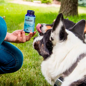Two dogs looking at functional mushroom capsules that are joint supplements for small dogs.

