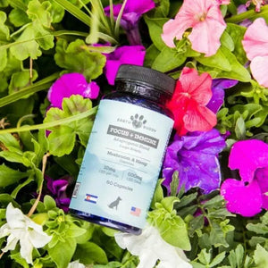 A bottle of Focus and Immunity supplements for large dog breeds.