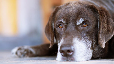 Senior dog resting at home, the age group CBN research on cognitive and mitochondrial health focuses on