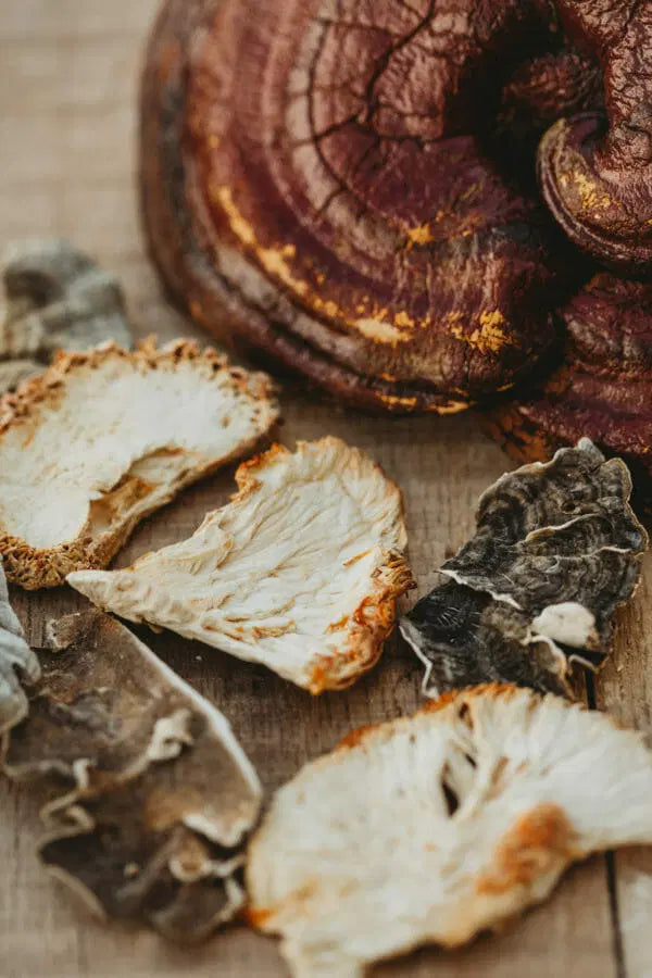 Various mushrooms used in Earth Buddy products like the Immune Defense Pack for Cats & Small Breed Dogs.
