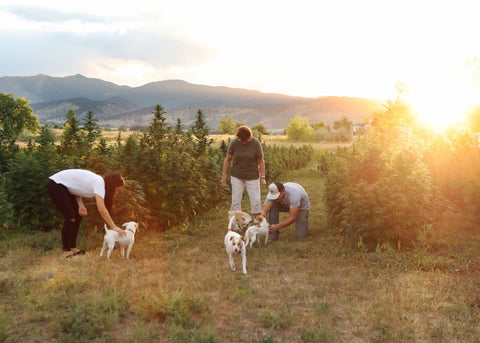 People with dogs in Earth Buddy's organic hemp farm in Colorado during sunset