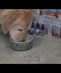 Earth Buddy Balance CBD Oil for dogs and cats is a blend of 50/50 CBD, CBDa. Balance CBD, CBDa tincture in its box.
