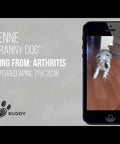 A video explaining how CBD can help dogs.