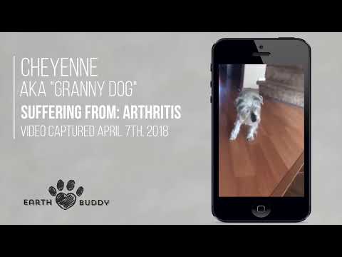 A video explaining how CBD can help dogs.