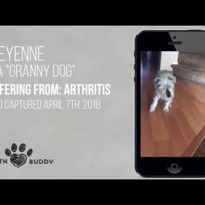 A video explaining how CBD can help dogs.