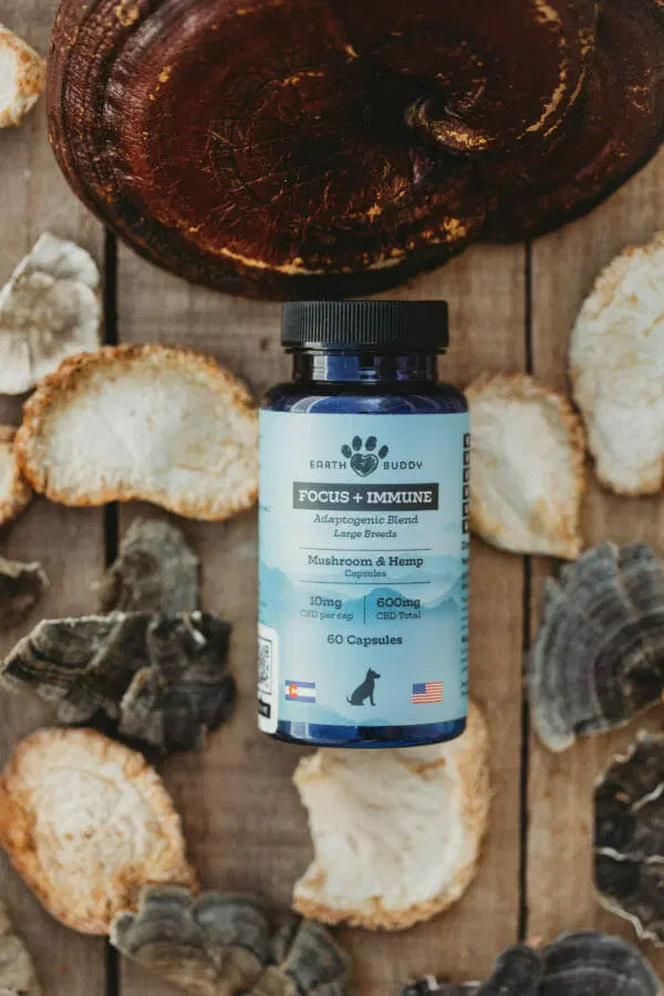 A bottle of Earth Buddy’s Focus + Immune with reishi mushrooms. 

