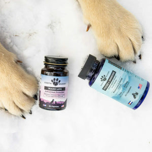 Earth Buddy Maxx Life & Focus + Immune supplements in the snow with big dog paws.
