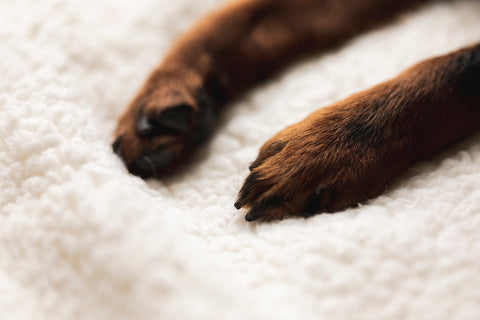 Pet CBD Blog