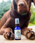 A chocolate lab with Earth Buddy Quick Calm from the cat & dog calming supplements bundle.
