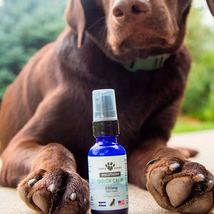 A chocolate lab with Earth Buddy Quick Calm from the cat & dog calming supplements bundle.
