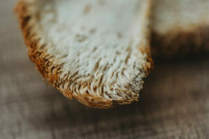 Try functional mushrooms. A lion's mane mushroom for dogs and cats with cognitive decline.