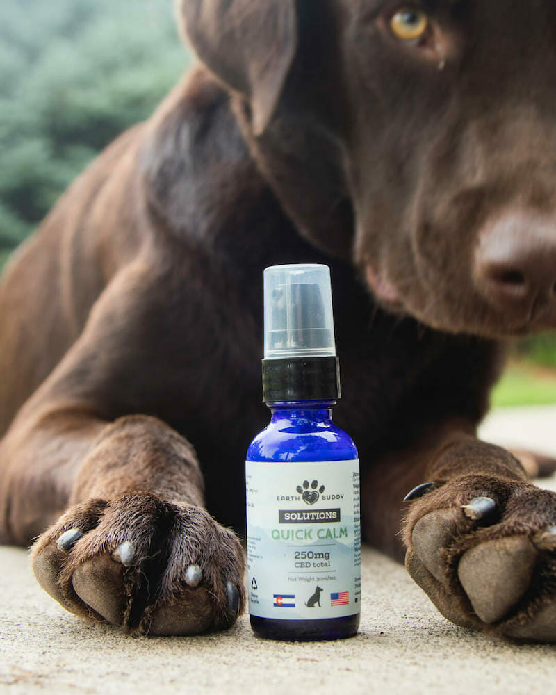 Water-soluble CBD for pets in a blue bottle with a chocolate lab. CBD is a good allergy supplement for dogs.