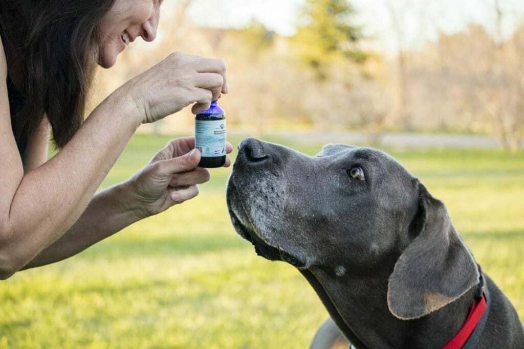 A Great Dane smelling a CBD tincture tested in Earth Buddy’s CBD for pets studies. If you want dog supplements for allergies, try CBD oil from Earth Buddy.